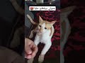 متولي القط بيبلطج عليا Catvideos 
