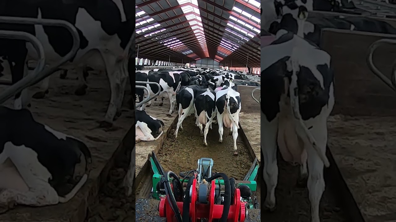 The girl cleans the manure in the stem for the cows