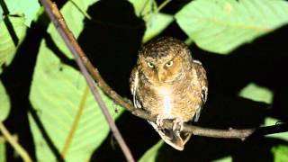 Mountain Scops-owl Chiang Mai Jan 19 2015