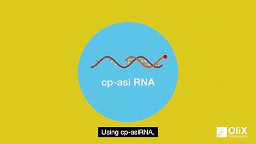 DNA, RNA and cp-asiRNA