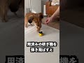 世界最強の研ぎ機でクレジットカードを研げばハンカチを切れるはず！