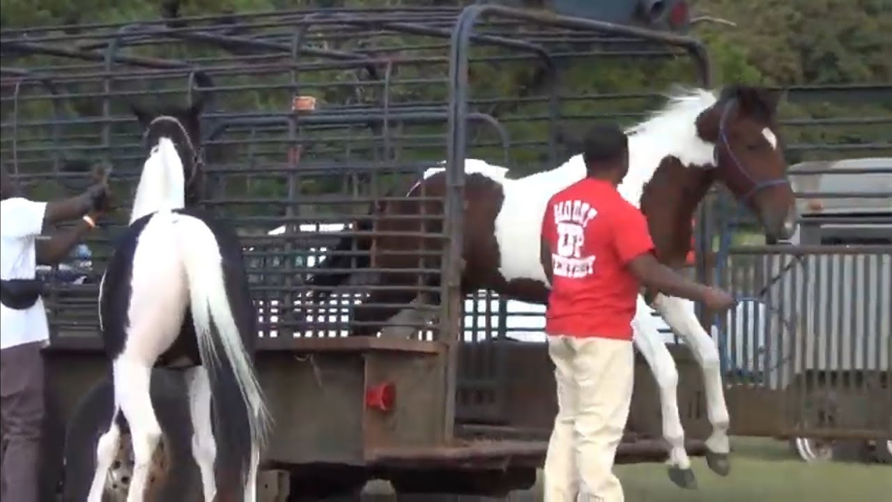 Unloading Tennessee Walking Horses of Oklahoma (Free Rein Stables