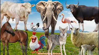 Cute Little Farm Animals: Cow, Flamingo, Horse, Sheep, Chicken, Elephant, Buffalo - Animal Videos