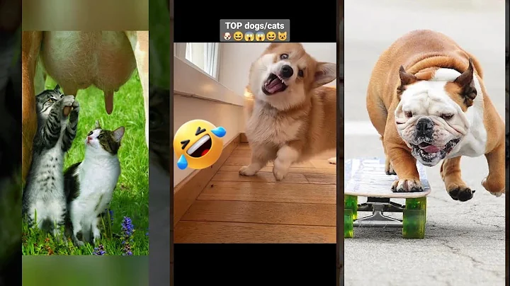 Watch the video about Funny Cat ❤️ funny cats talking 😸 #FunnyCats #8676