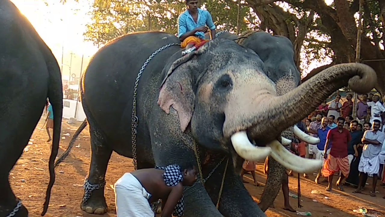 Elephants after the Pooram ending Ceremony Beautiful Scenes