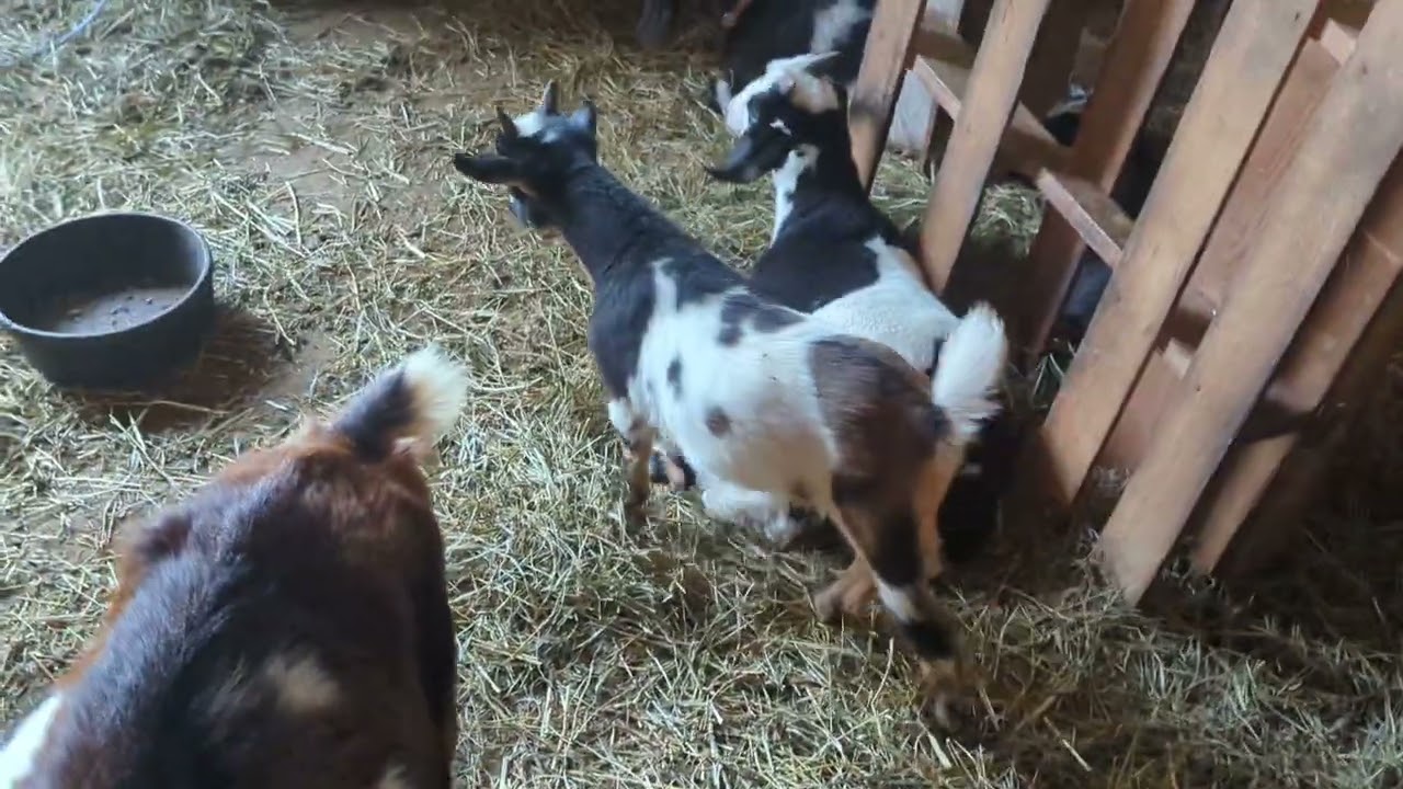 Tony Stark's Dramatic Reaction to Being Banded (Goat Castration)