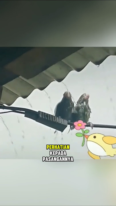 Bahkan pas lagi marahan burung jantan ini tetap perhatian