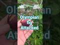 This Olympian fig was attacked overnite.