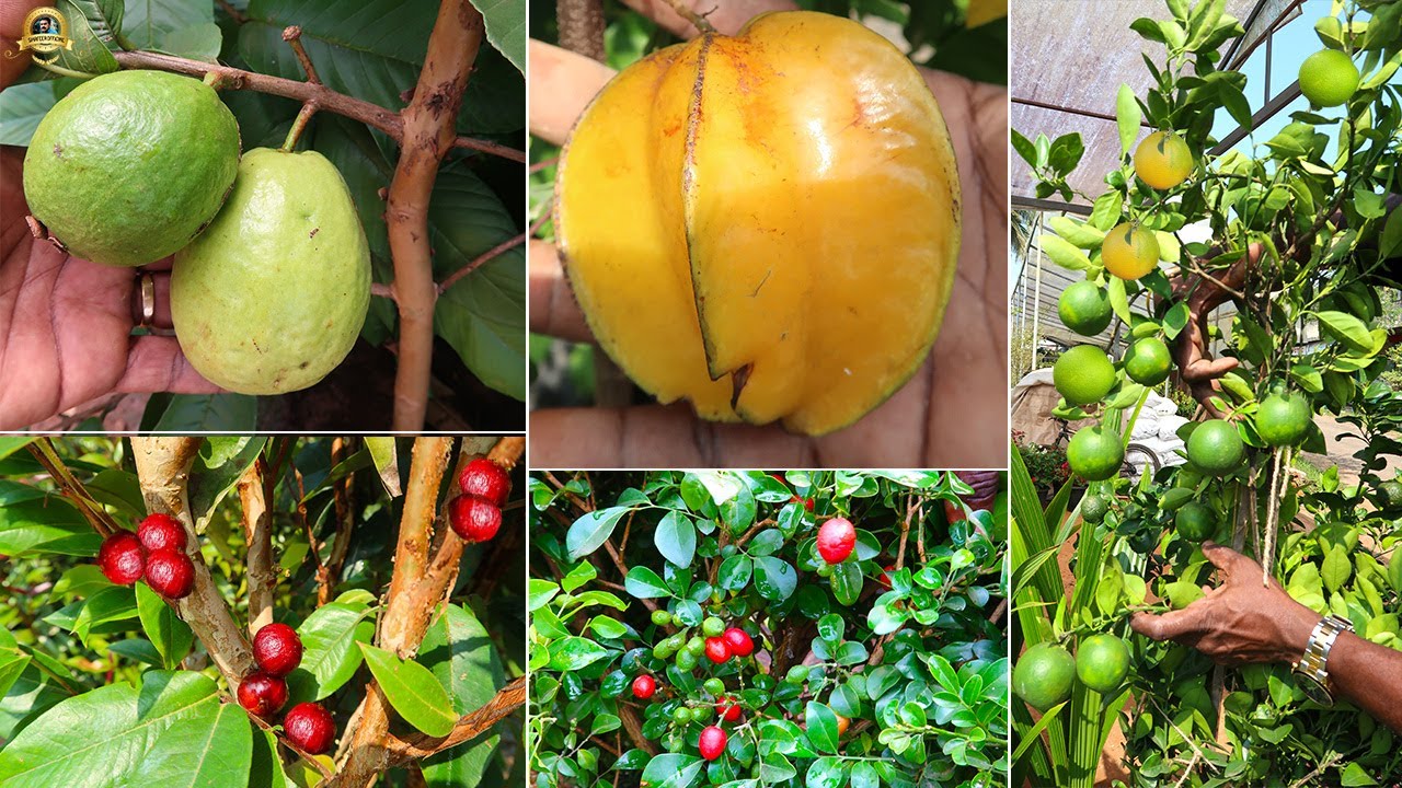 🍒🍐🥑🥝💐 3 ഏക്കറിലെ ഗംഭീര നഴ്സറി കാണാം ! 