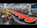 Inside a Modern Watermelon Juice Factory From Whole Fruit to Sweet Red Juice (Full Process)