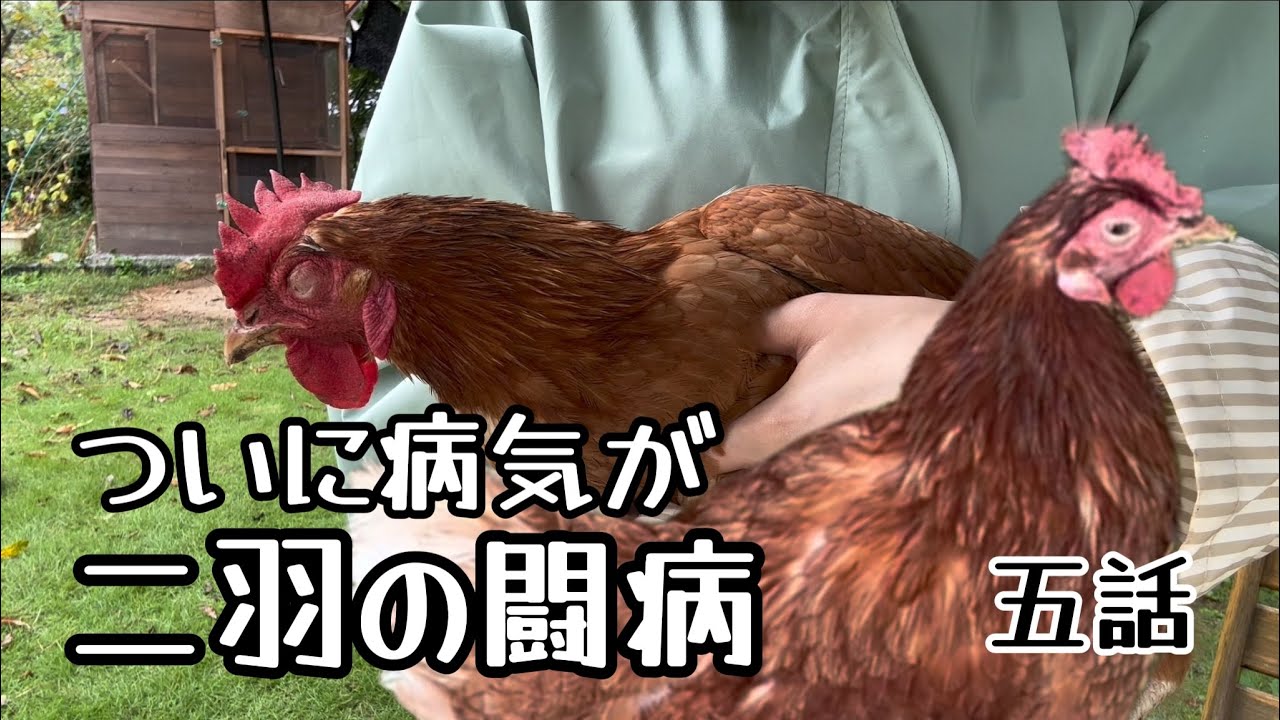 【闘病】病気知らずな鶏、崩れる