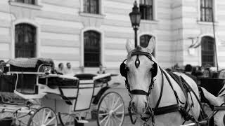 “Horse Walking”: The Sound of a Horse Walking on Pavement| Relaxing Nature Sounds