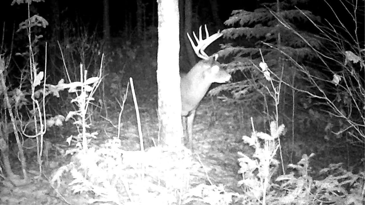 Big Woods Bucks at Signpost Rubs Tracking 2020 YouTube