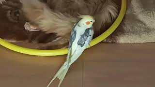 ✅ Cute Parrot and Cat Videos - Best of Funny Parrots Annoying Cats Compilation 2021