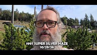 1997 SUPER SILVER HAZE - 10/29/26