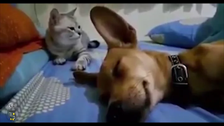 Cat Smacks Dog Out Of Sleep For Farting in His Presence! - DayDayNews