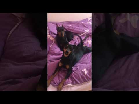 German Pinscher smile - Улыбающийся немецкий пинчер.