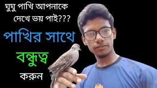 ঘুঘু পাখি আপনাকে দেখে ভয় পাই।। ঘুঘু পাখির সাথে বন্ধুত্ব করুন