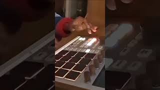 maschine mk2 still does it #maschine #nativeinstruments  #mpc #akai
