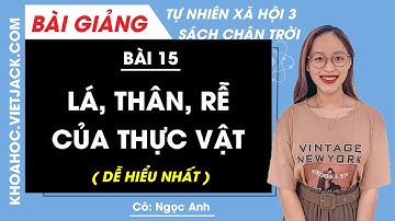 Tự nhiên xã hội lớp 3 Bài 15: Lá, thân, rễ của thực vật - trang 62, 67 | Chân trời sáng tạo