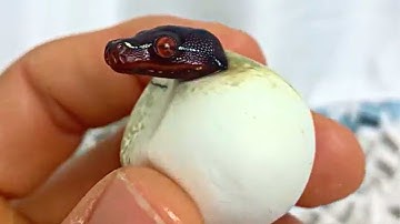 RED BABY GREEN TREE PYTHON HATCHES FROM EGG!! MY PET IS SICK NOW WHAT?! - THE PLUG