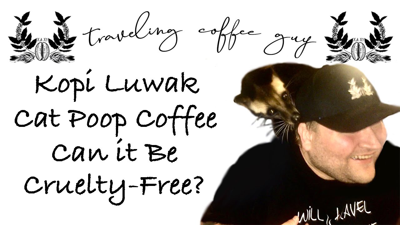 Kopi Luwak Cat Poop Coffee Can it Be Cruelty Free? YouTube