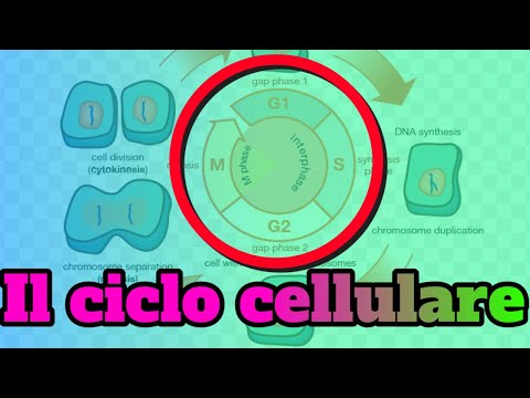 Video: Qual è il ruolo di CDK nel normale funzionamento cellulare, specialmente nel ciclo cellulare?