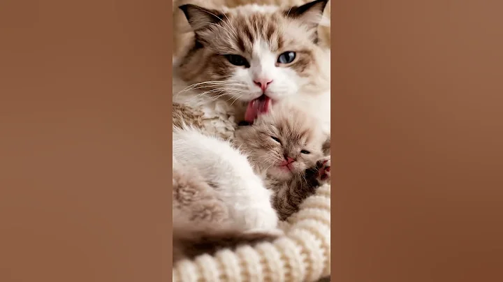 Video 11825491: catlover grooming, cat grooming, cats catlover baby, kitten grooming, gentle grooming, kittens love mom, tiny kitten, grey kitten