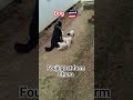 Dogs puppies🐕 small kids for dog #dog #dogs🐯 #foujigoatfarmchuru #dogshorts #puppy #puppies #fouji