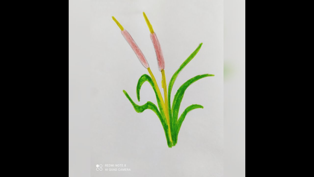 Bulrush Drawing