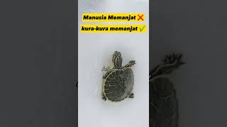 Manusia memanjat ❌ kura-kura Memanjat ✔️. #shorts #hewan #hewanpintar  #kurakura #kurakuraninja