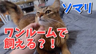 ソマリはワンルームで飼えるのかの疑問にお答えします【ソマリ】