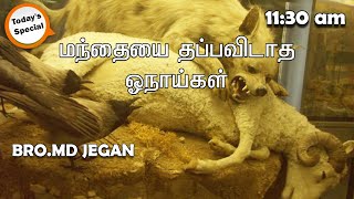 Today's Special || மந்தையை தப்பவிடாத ஓநாய்கள் || BRO.MD JEGAN (01/10/2020)