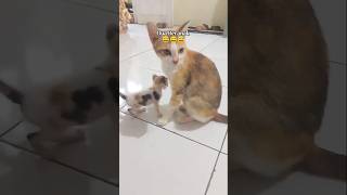 Dua Beranak shorts cat kucing animals funny pets kitten lucu