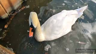 Cute Animals Having a Feast at the Park