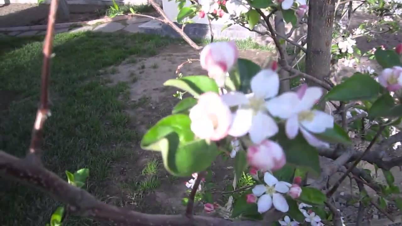 ASMR-АСМР. Весна. Spring (автор Евгемия Ли/Evgemia Li)
