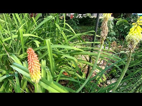 Video: Planting Red Hot Pokers - Cómo cuidar una planta de Red Hot Poker