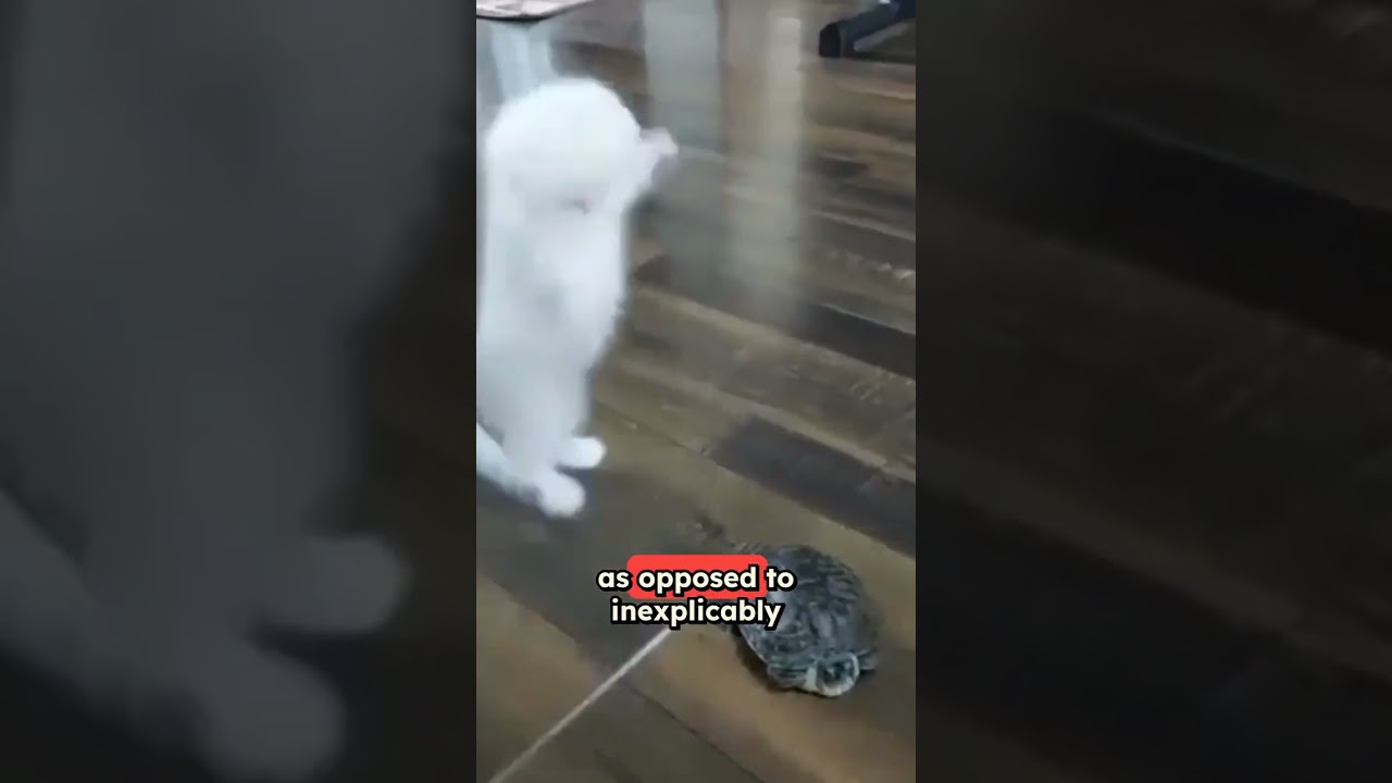 Turtles: Confusion for Cats
