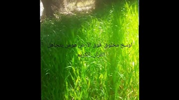 #ترند #القرآن_الكريم_quran_al_kareem #القران #القران_الكريم #quran #surat_kahf تلاوة عطرة #الكري