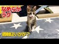 【猫】子猫にペラペラのラグマットをプレゼントしてみた：45日目【Kitten】