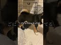 トイレの成功でイタズラを許してもらおうとする柴犬　#shibaken #柴犬 #トイレ