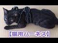 猫用ハーネスを装着してみた