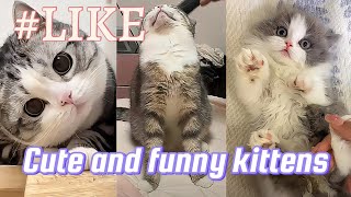 Cats Funny video, Funny cats and kittens
