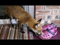 Friendly Urban Fox Shoe Thief