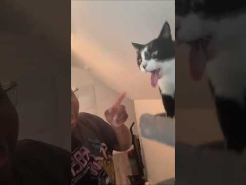 Now You Know Why You Need This Cat Vomit Sign Gag Gift Because You Simply Like To Sing Barkermeow