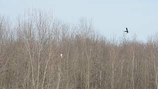 Crow dive bombs red-tailed hawk