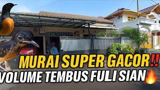 GREBEK AGAIN‼️ SUPER GACOR MURAI COLLECTION WILL MAKE YOUR SHOULDER IN BEKASI🔥