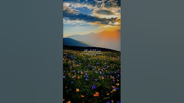 تلاوة هادئة بصوت الشيخ إسلام صبحي #قرآن #المصحف #قران_كريم #اسلام_صبحي