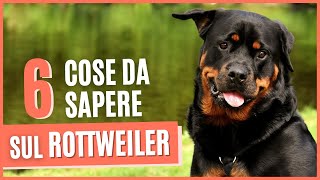 ROTTWEILER curiosità | 6 Cose da sapere prima di prendere un ROTTWEILER | Pro e contro