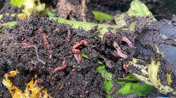 Composting with Craig Ep 169: Outdoor Garbage Can Vermicompost Check In